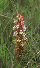 Satyrium sphaerocarpum