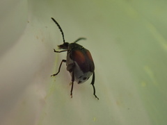 Megacerus discoidus