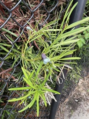 Podocarpus macrophyllus