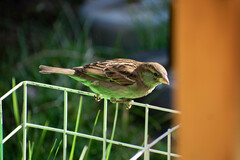 Passer domesticus