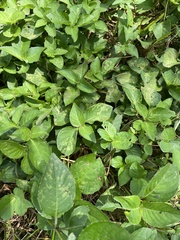 Calyptocarpus vialis