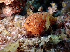 Dendrodoris guttata