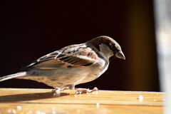 Passer domesticus