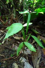 Melicoccus bijugatus