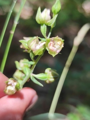 Epipactis helleborine