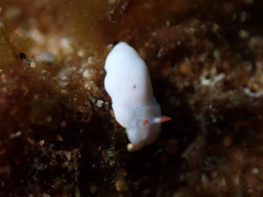 Verconia simplex