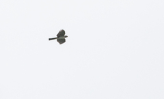 Accipiter striatus ventralis