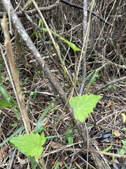 Mikania cordifolia