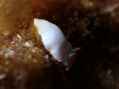 Verconia simplex