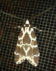 Eucereon consorta