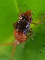 Hylicinae