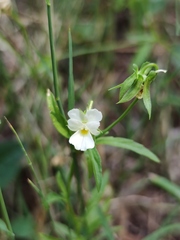 Viola kitaibeliana