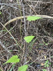 Mikania cordifolia