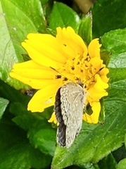 Pseudozizeeria maha okinawana