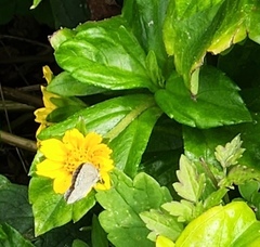 Pseudozizeeria maha okinawana