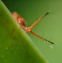 Hylicinae