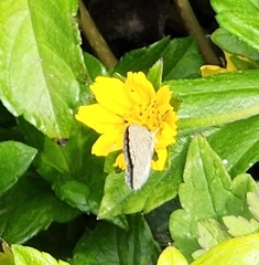 Pseudozizeeria maha okinawana