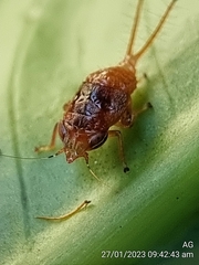 Hylicinae