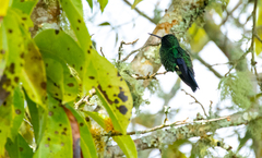 Chlorostilbon melanorhynchus