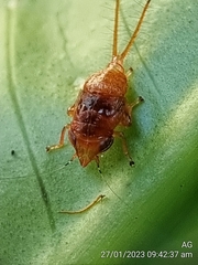 Hylicinae