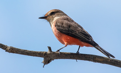 Pyrocephalus rubinus piurae