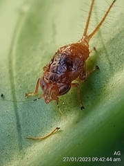 Hylicinae