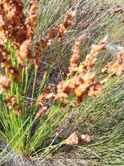 Elegia filacea