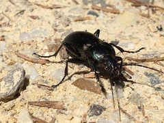 Carabus germarii
