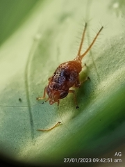 Hylicinae