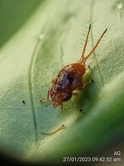 Hylicinae
