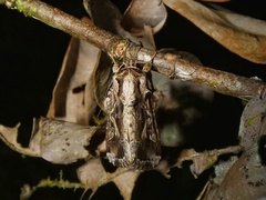 Spodoptera dolichos