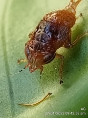 Hylicinae
