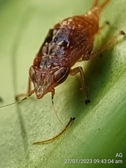 Hylicinae