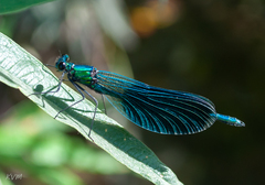 Calopteryx splendens
