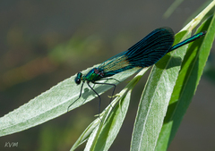Calopteryx splendens