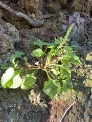Rumex bucephalophorus