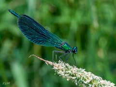 Calopteryx splendens