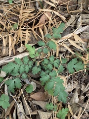 Phacelia congesta