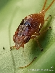 Hylicinae