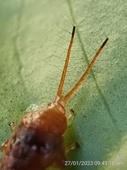 Hylicinae
