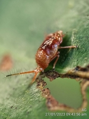 Hylicinae