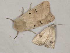 Dichagyris variabilis