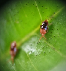Hylicinae