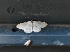 Idaea camparia