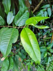 Hylicinae