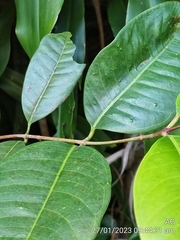 Hylicinae