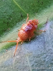 Hylicinae