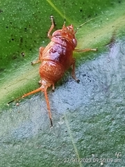 Hylicinae