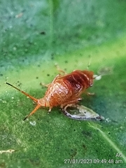 Hylicinae