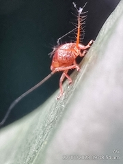 Hylicinae